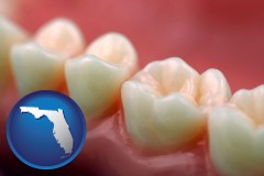 florida map icon and teeth and gums